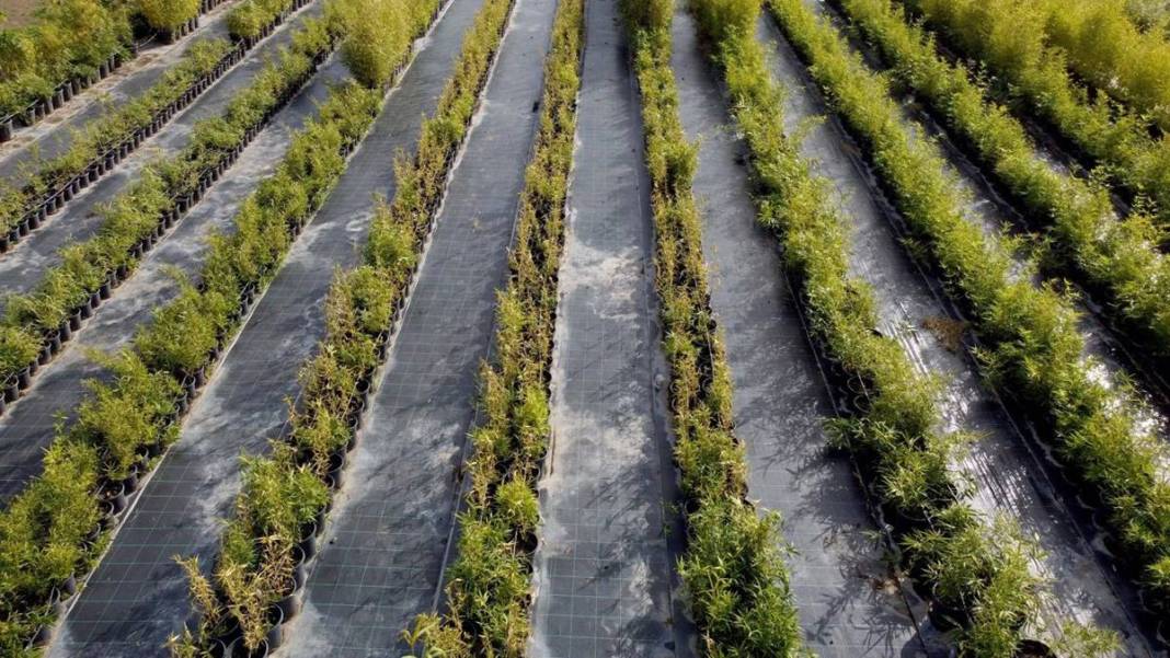 Balkonda eğlencesine yetiştirmeye başlamıştı, şimdi dev fidanlık kurdu! Paraya para demiyor, nereden nereye... 6